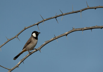 White-cheeked bulbul perched on acacia tree, Bahrain