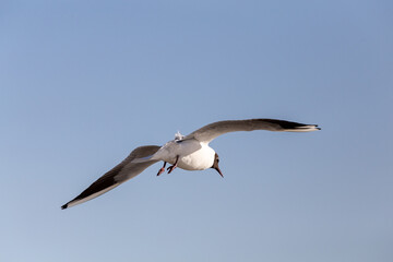 A sea gull flies on a sunny day. Blue sky