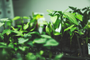 Chili und Tomaten Setzlinge im Garten Anbau