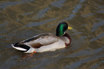 Mallards playing on the water in the river