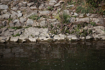 Mallards playing on the water in the river