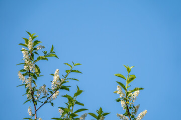 Bird cherry branches with white flowers on a background of blue sky.