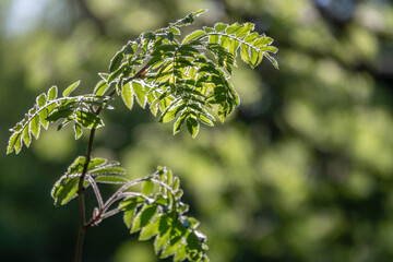 Green bushes with young leaves in the sunset