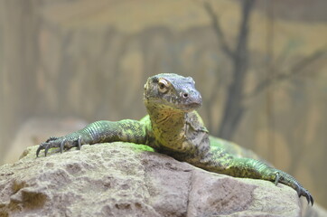 Close up of Australian Lizard