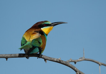 Portrait of a European bee-eater, Bahrain