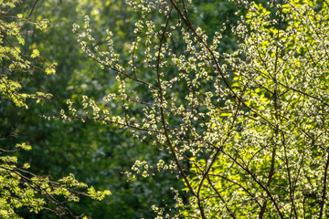 Green bushes with young leaves in the sunset