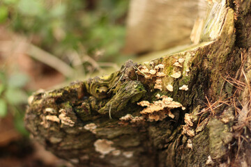 Fungus growing from the tree bark in the forest