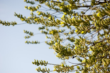 Branches of a flowering willow against a blue sky. Spring floral background