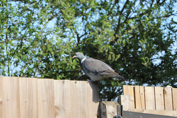 Pigeon escaped into the wild