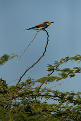 European bee-eater perched on a acacia tree, Bahrain