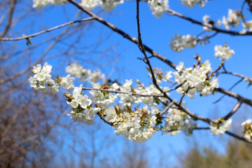 Spring blossoms on a tree. Selective focus.