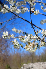 Obraz premium Spring blossoms on a tree. Selective focus.