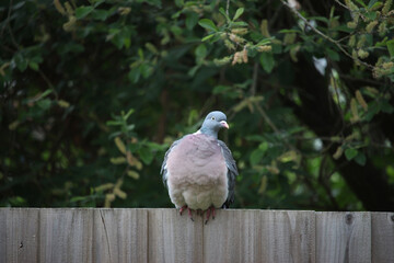 Pigeon escaped into the wild