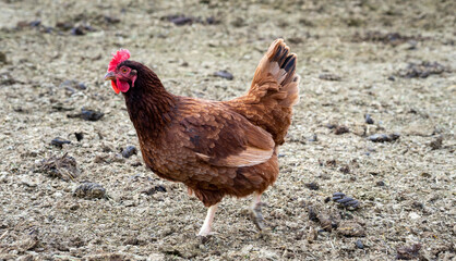 Chicken on Farm