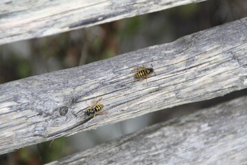 Wespen im Gegenverkehr auf einer Holzbank