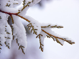 branches covered with snow
