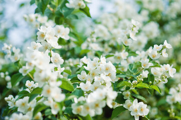 The flowering branches of Philadelphus in the sun