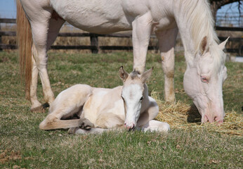 white adult horse and baby foal together in a field grazing on hay