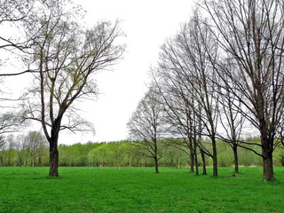 Obraz premium trees in spring park, green grass and trees