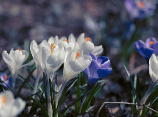 Wiosenne krokusy w białym i fioletowym kolorze