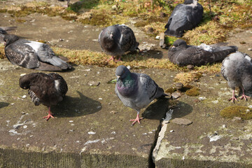Pigeon escaped into the wild