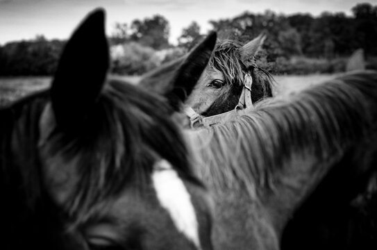 Trois chevaux en noir et blanc avec les tetes qui  sont en quinconce avec la mise au point sur l'oeil du troisieme au centre eloign&eacute;. Encolures et oreilles dr&eacute;ss&eacute;es