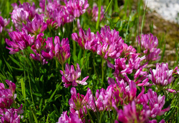 Trifolium alpinum flowers in its natural environment. Magenta alpine flowers in the grass photographed at an altitude of 2449 meters near the Mandrone refuge, Italy.