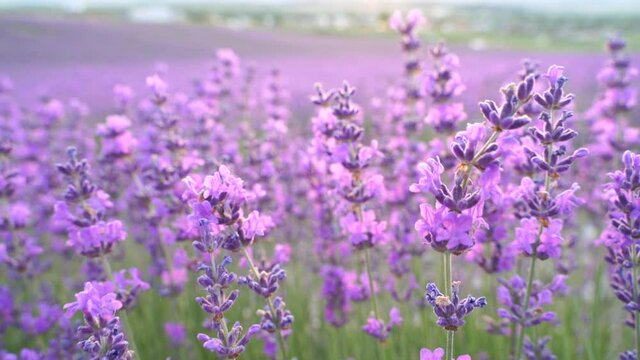 A lavender flower blooming in fragrant fields in endless rows. Selective focus on lavender bushes of purple aromatic flowers in lavender fields. High quality of cinematic frames