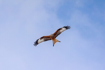 Roter Milan - Red Milan - Weihe - Hawk