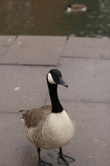 Goose exploring the stores of the river Lea