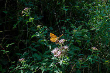 UN papillon qui se pose sur des fleurs et qui sert à la pollinisation pour la diversité biologique