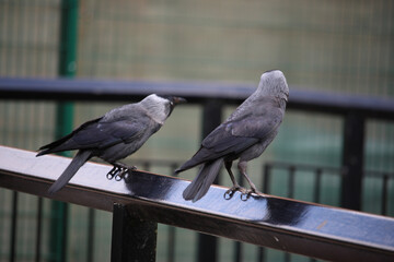 Songbirds frolicking in the wild