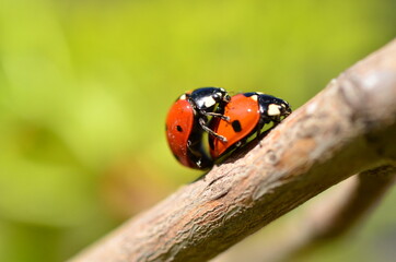 Two ladybugs met on a branch in the spring.
