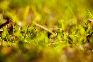 the first grass and flowers grow out of the ground in early spring. nature comes to life and is renewed in the sun. macro photo of small flowers and grass
