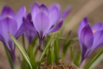 Beautiful delicate purple crocuses grow in the spring under the open sky