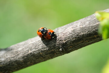 Two ladybugs met on a branch in the spring.