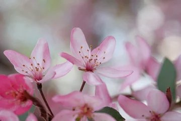 Foto op Canvas Pink apple blossom and leaves on a blurred background. © Soyka