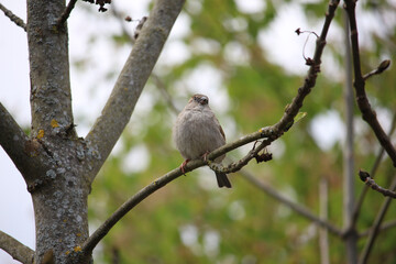 Perching on the tree observing the world 