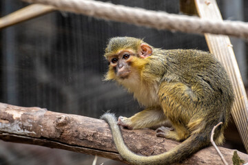Talapoin Septentrional (Miopithecus ogouensis) Monkey on branch