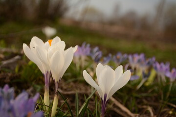 White large and small blue crocuses bloom in the field in early spring