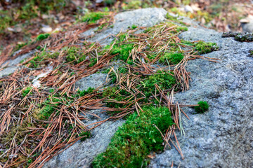 Grass under the snow. Moss under the snow. Winter forest. The last snow.