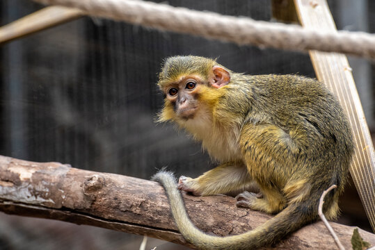 Talapoin Septentrional (Miopithecus ogouensis) Monkey on branch