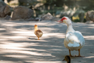 White and black duck with red head, The Muscovy duck, walks on the shore of the pond with its Cute little ducklings