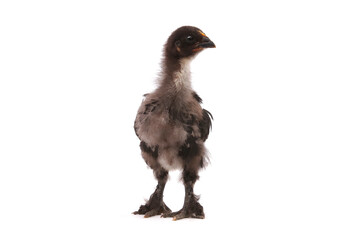 Black chicken isolated on white