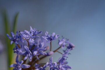 Delicate blue small flowers of alpine squill (scilla bifolia) against the blue sky