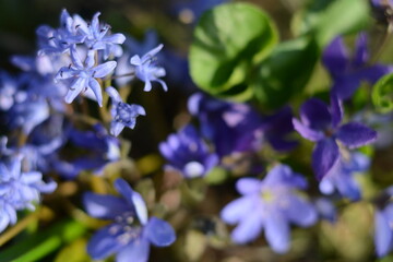 Small blue flowers scilla bifolia in the forest in early spring