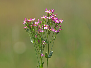 Pink flowers of Common Centaury plant, Centaurium erythraea