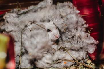 white hamster, Dzungarian hamster in white cotton wool 