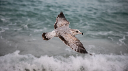 bird in beach
