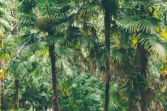 Closeup nature view of green leaf background Flat lay dark nature concept tropical foliage. Dark green plants growing in cloud forest, rainforest in tropical zone. Scenic nature photo copy space